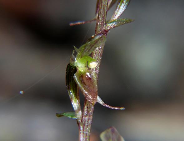 Acianthus pusillus - Mosquito Orchid.jpg